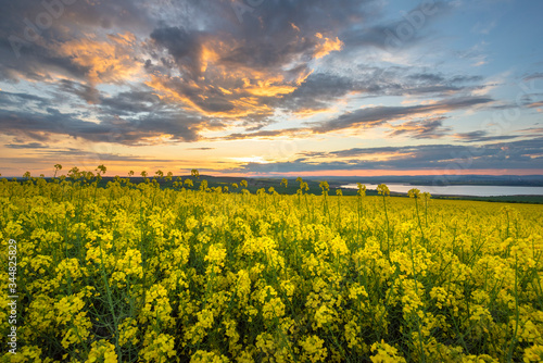 Rapeseed field at sunset, Blooming canola flowers panorama. Rape on the field in summer. Bright Yellow rapeseed oil 