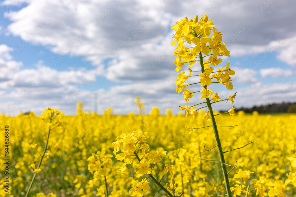 Obraz premium yellow rape field and rape isolated