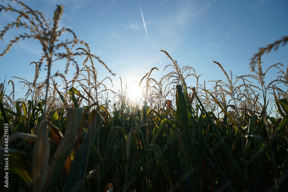 Fototapeta premium corn field against blue sky