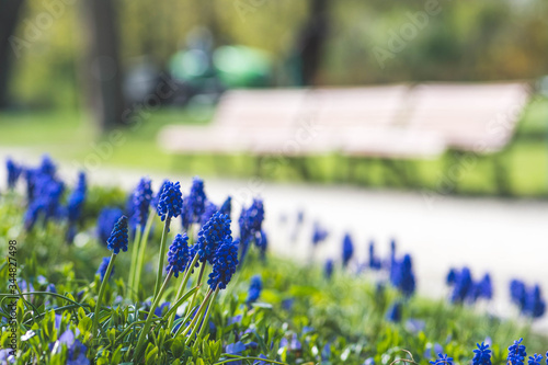 Beautiful blue flowers, grape hyacinth or bluebells, muscari flower in spring, perennial bulbous plants with wooden benches on background