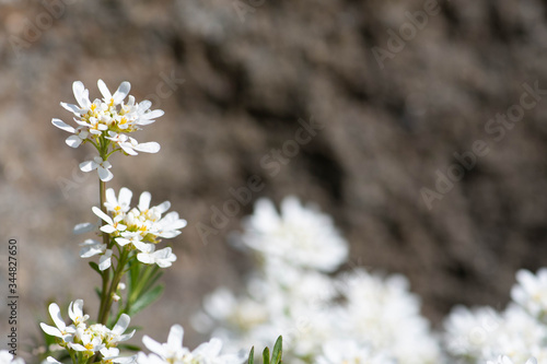 Beautiful white spring flower, gibraltar candytuft on the rocks