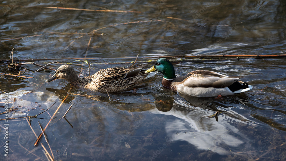 The ducks arrived in the spring. Ducks swim in the pond. Ducks near the shore. Female and male ducks. Beautiful plumage. Lake in the forest.
The ducks arrived in the spring. Ducks swim in the pond. Ducks near the shore. Female and male ducks. Beautiful plumage. Lake in the forest.
