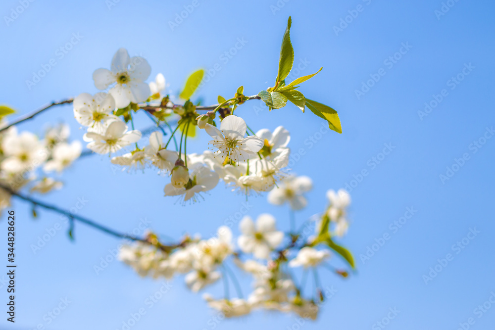 cherry blossom on blue sky background cherry blossom on blue sky background