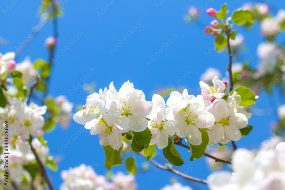 spring apple tree blossom branch