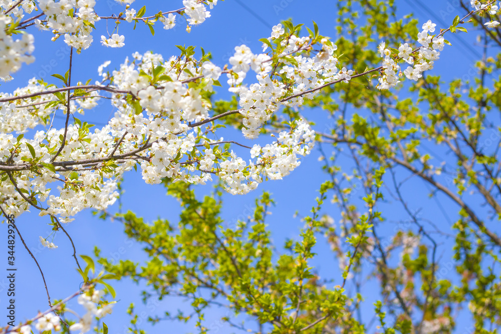 spring cherry blossom branches