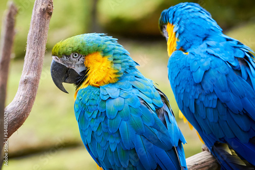 Two Blue-and-yellow macaw sitting on a branch (Ara ararauna), exotic birds © Adrian 