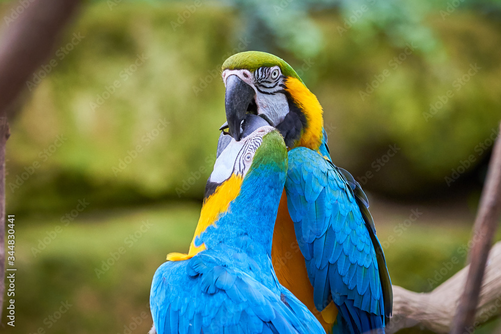 Obraz premium Two Blue-and-yellow macaw sitting on a branch (Ara ararauna), exotic birds