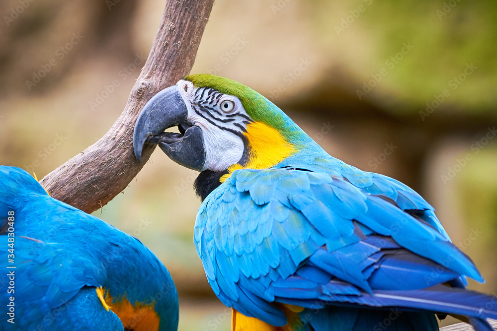 Blue-and-yellow macaw sitting on a branch (Ara ararauna), exotic bird Blue-and-yellow macaw sitting on a branch (Ara ararauna), exotic bird