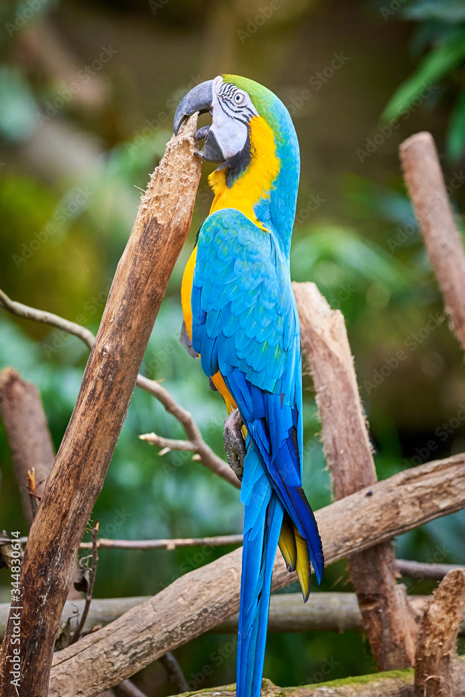 Blue-and-yellow macaw hanging in his beak (Ara ararauna), exotic bird