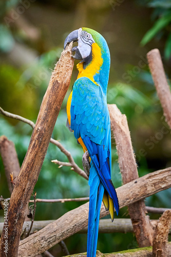 Blue-and-yellow macaw hanging in his beak  Ara ararauna   exotic bird
