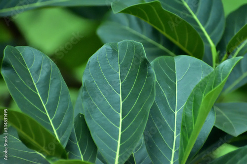 green leaves background or jack fruit leaf 