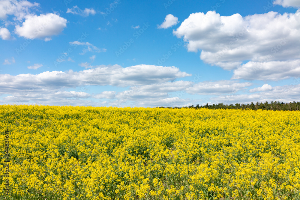 yellow rape field