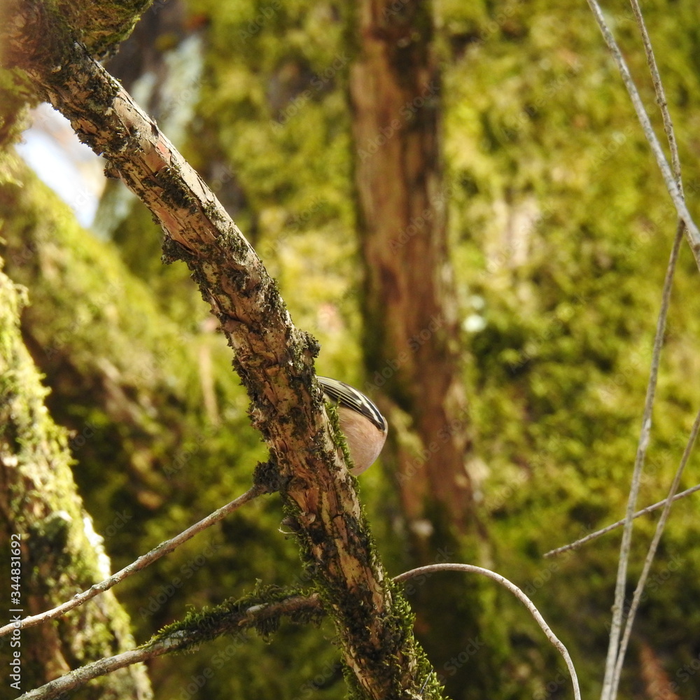 branch with a bird branch with a bird