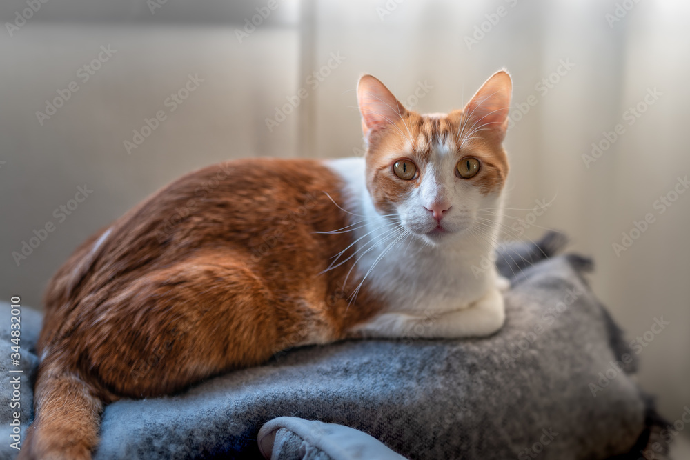 gato blanco y marron con ojos amarillos acostado en el respaldo del sofa, mira a la camara