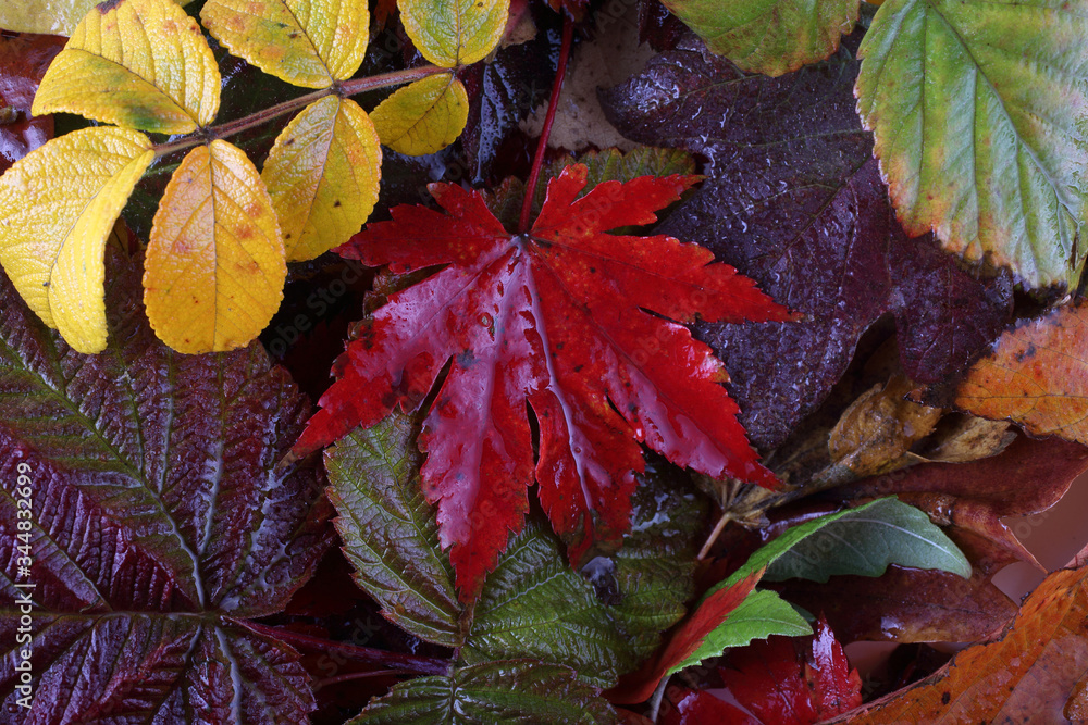 Autumn leaves background Autumn leaves background