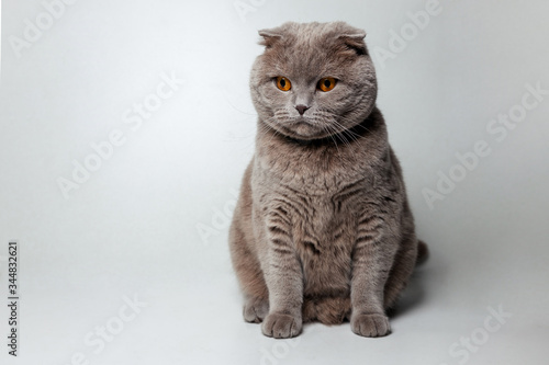 Lovable scottish fold cat sitting on gray isolated background 