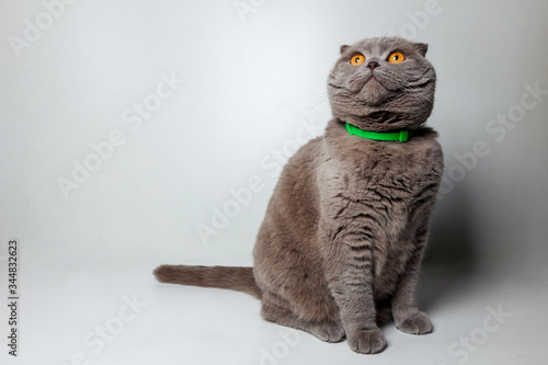 Lovable scottish fold cat sitting on gray isolated background 