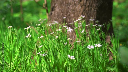 Spring flowers in a forest