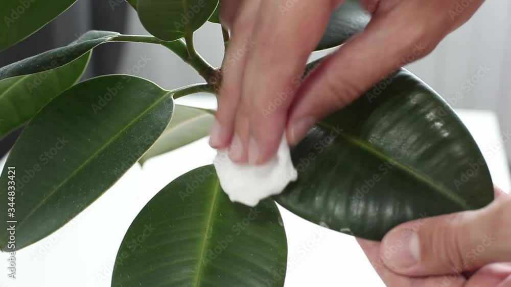 Man wipes dust from green leaves of Ficus. Care of House plants