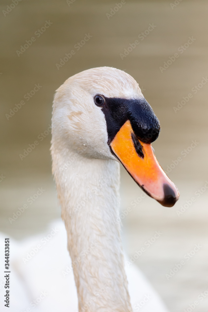 Mute swan (Cygnus olor) swimming on a lake in early morning light. Mute swan (Cygnus olor) swimming on a lake in early morning light.