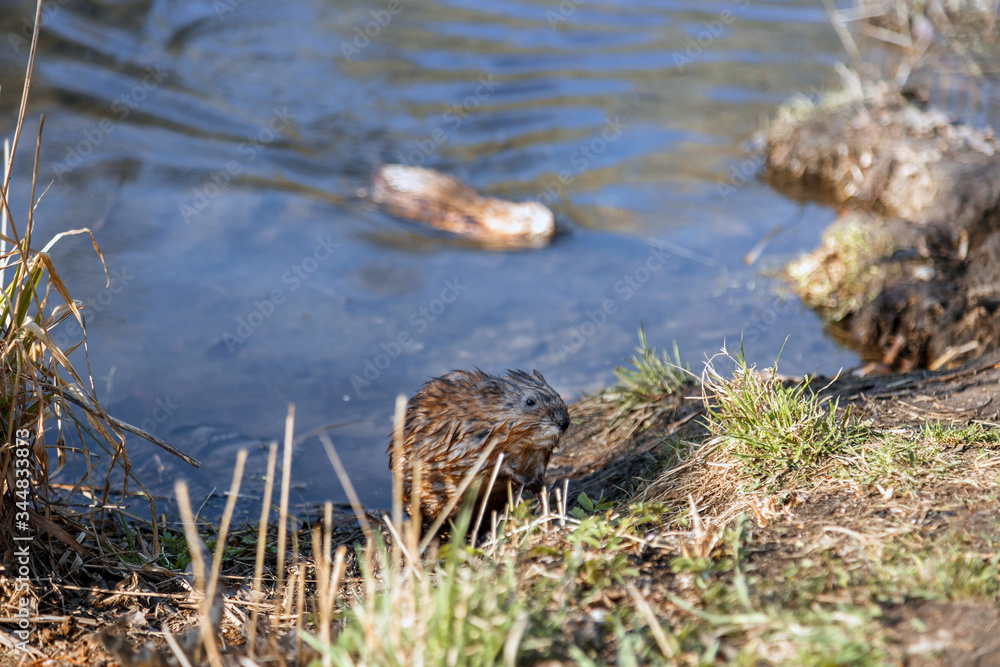 Obraz premium A small furry animal on the shore of a spring lake. Muskrat by the pond. Wet hair. Wildlife.