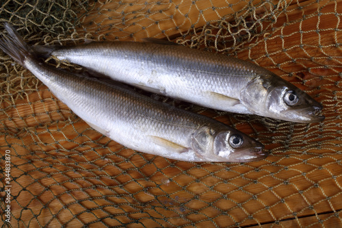 Smelt fishes on net. Pacific smelt variety