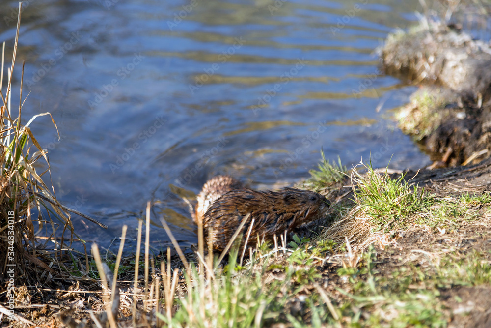 A small furry animal on the shore of a spring lake. Muskrat by the pond. Wet hair. Wildlife. A small furry animal on the shore of a spring lake. Muskrat by the pond. Wet hair. Wildlife.