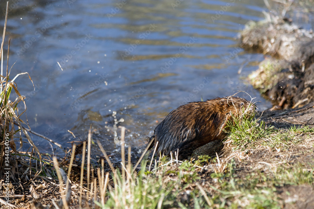 A small furry animal on the shore of a spring lake. Muskrat by the pond. Wet hair. Wildlife.
