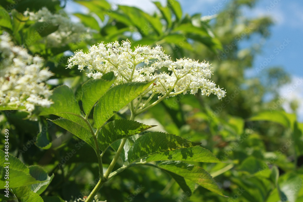 Bush of flowering elderberry in the wild Bush of flowering elderberry in the wild