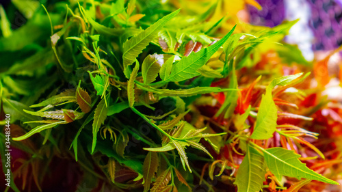 Azadirachta indica leaves( Neem leaves)