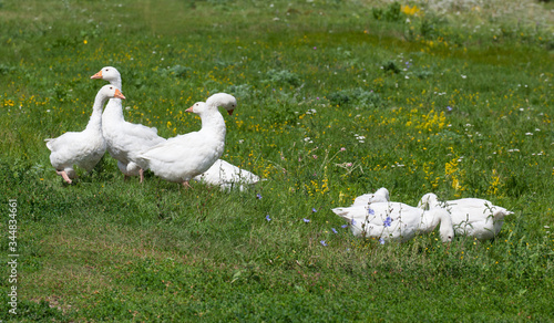 Schilderij op canvas A flock of domestic geese on green grass