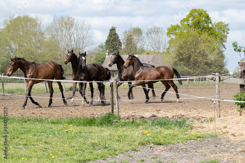 Magical natural landscape. A view of a herd of horses. At a sunny day. Blue sky. Free galloping dressage and show jumpers stallions in a meadow. Breeding. Animals. concept background