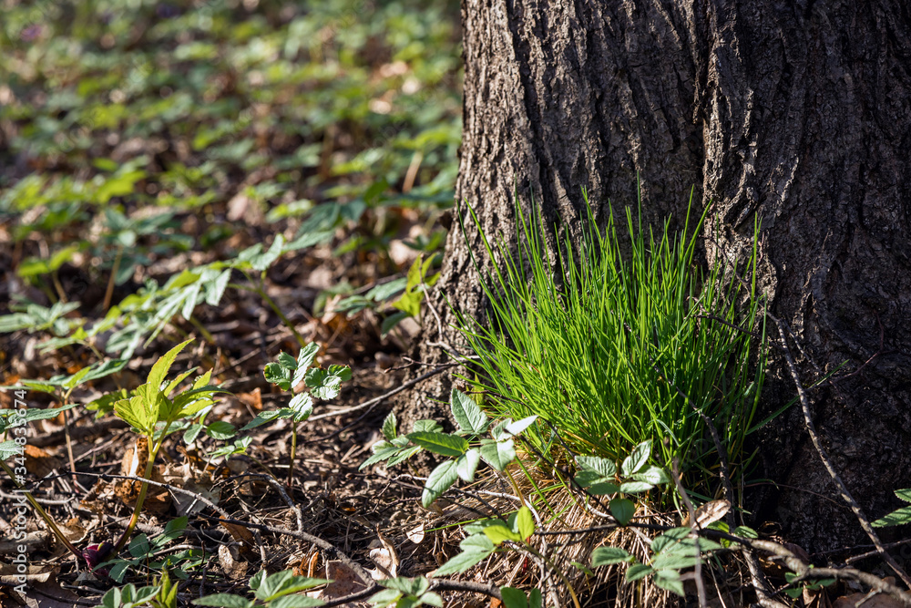nature photography. A beam of light illuminates a tuft of grass in a dark forest. Young spring grass. nature photography. A beam of light illuminates a tuft of grass in a dark forest. Young spring grass.