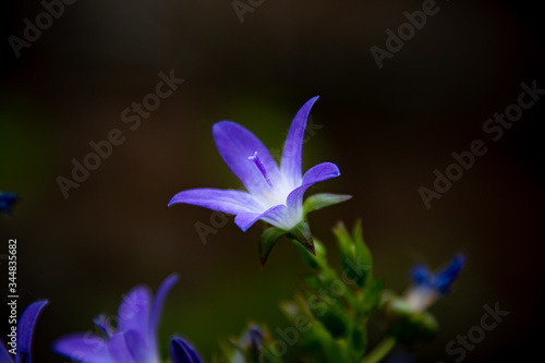 Wallpaper Mural 光るカンパニュラ Torontodigital.ca