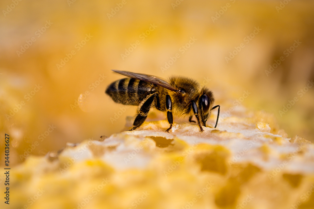 Pszczoła miodna  - obrazy, fototapety, plakaty 