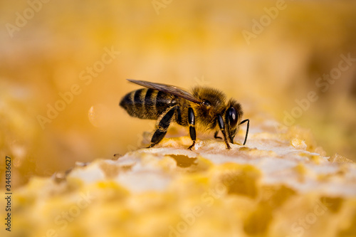 Pszczoła miodna 