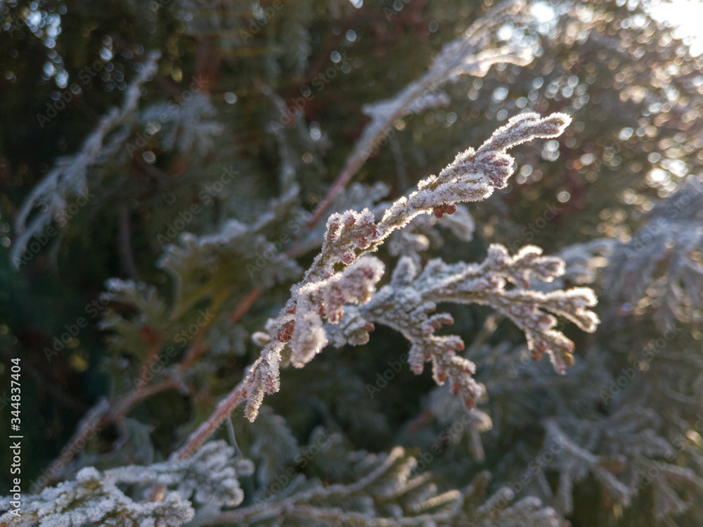 Frost on the branches of an evergreen ornamental shrub in the yard. Frost on the branches of an evergreen ornamental shrub in the yard.