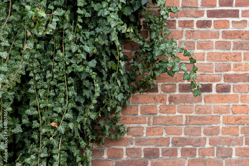 ivy on a red brick wall © singerfotos