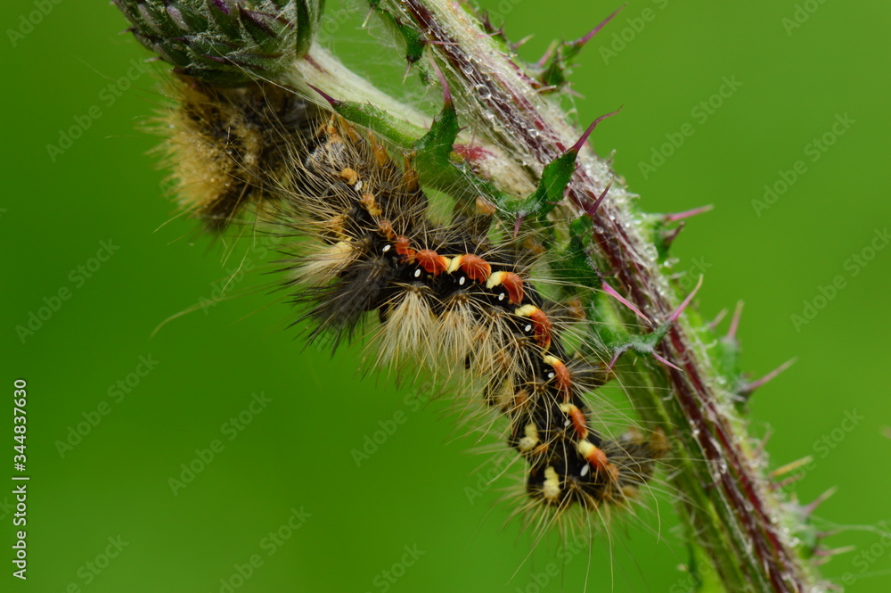Beautiful fluffy caterpillar on the stem of a wildflower Beautiful fluffy caterpillar on the stem of a wildflower