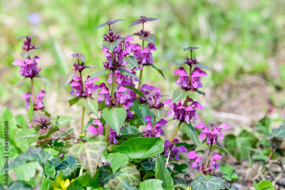 Vivid purple flowers and green leaves of Urtica dioica, known as common nettle, stinging nettle or nettle leaf, fresh green leaves in a forest in a sunny spring day
Vivid purple flowers and green leaves of Urtica dioica, known as common nettle, stinging nettle or nettle leaf, fresh green leaves in a forest in a sunny spring day