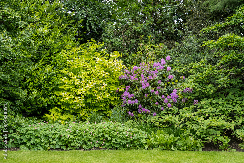 Obraz premium Minimalist monochrome Scottish landscape with wild green tree and grass in a garden in a sunny spring day, photographed with soft focus
