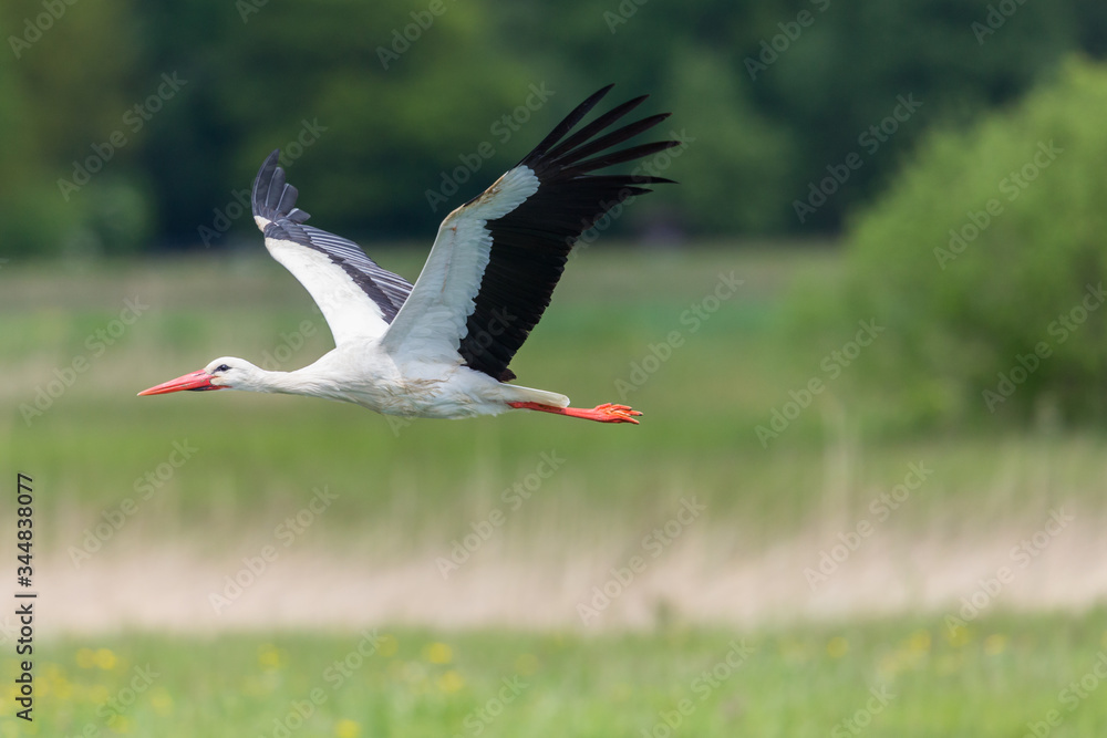 Naklejka premium side view flying white stork (ciconia ciconia) with spread wings
