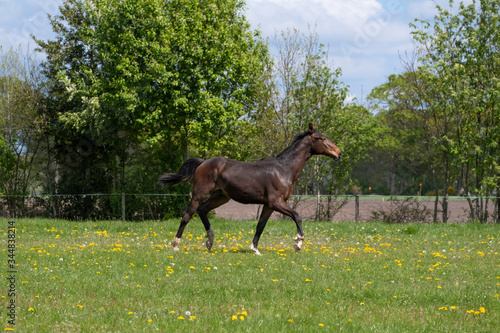 One stallion horse, at a sunny day. Galloping dressage horse stallions in a meadow. Breeding horses © Dasya - Dasya