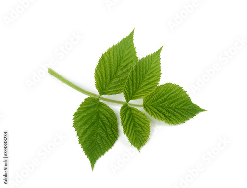 raspberry branch with green leaves isolated on white background