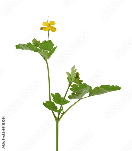 Cuadro en lienzo celandine branch with green leaves and yellow flowers