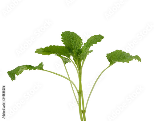 sprig of mint with green leaves on a white background