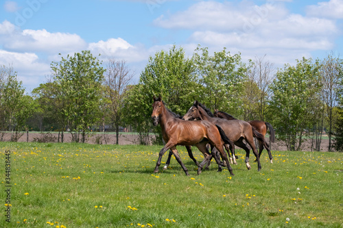 A herd of young stallions go to pasture for the first time on a sunny spring day. Blue sky. Galloping dressage and jumping horse stallions in a meadow. Breeding horses