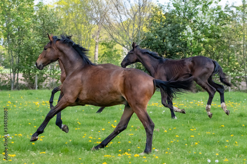 A herd of one year old stallions galloping in the green with yellow flowers pasture, blue sky and trees in the background