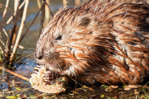 A wet muskrat sits on the shore of the lake and eats. Wet fur. Wildlife. Funny face.