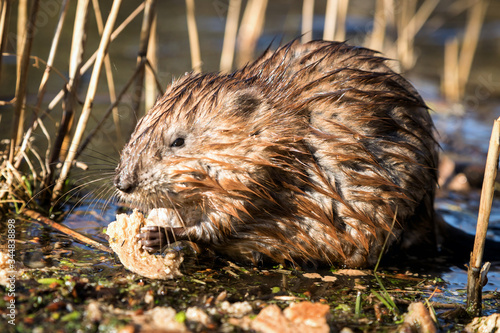 A wet muskrat sits on the shore of the lake and eats. Wet fur. Wildlife. Funny face.